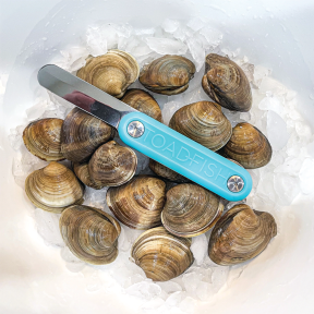 Clam Knife