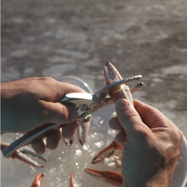 in use of Toadfish Outfitters Crab Claw Cutter