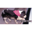 SD1 - Snap Davit Kit for 6-9 ft Hardshell Dinghies