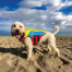 FIDO Flotation Lifejacket for Dogs
