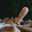 Olive Wood Oyster Knife