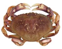 Dungeness Crabs