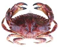 Red Rock Crabs