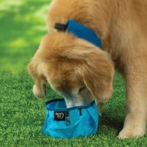 RadDog Collapsible Bowl