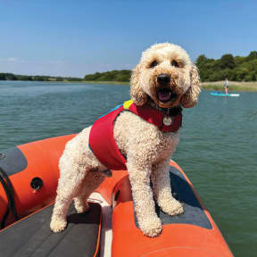 FIDO Flotation Lifejacket for Dogs