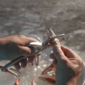 in use of Toadfish Outfitters Crab Claw Cutter