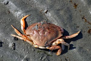 A lone crab sitting in the sand