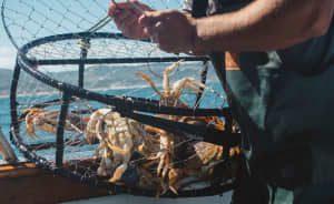 Crab Gauge