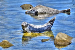 Seals