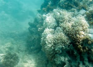 Dead Coral