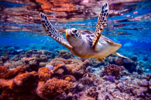 Turtle Swimming