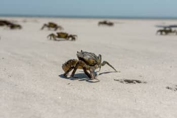 Crabs running freely across the beach