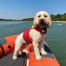FIDO Flotation Lifejacket for Dogs