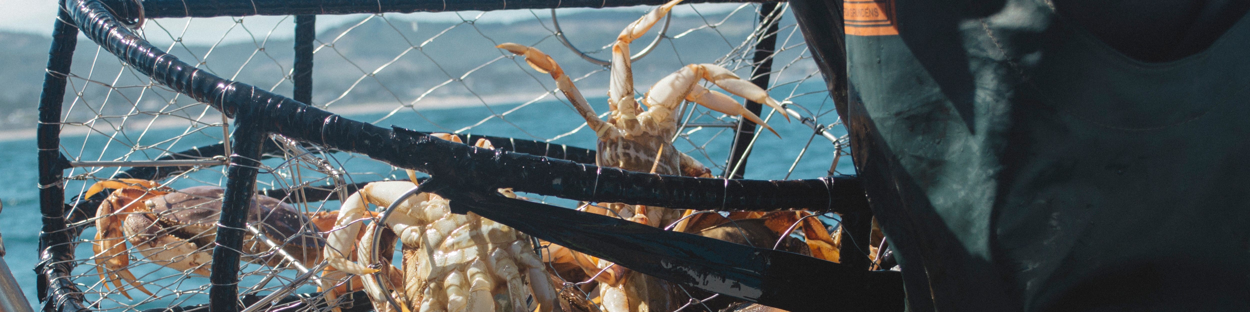 Crabs on Sand