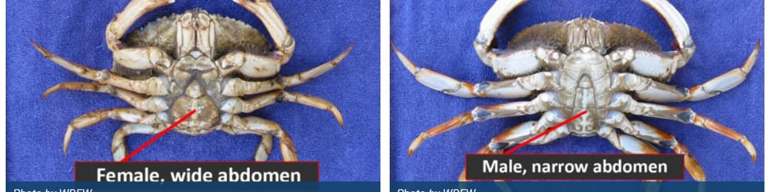 Male vs. Female Crabs