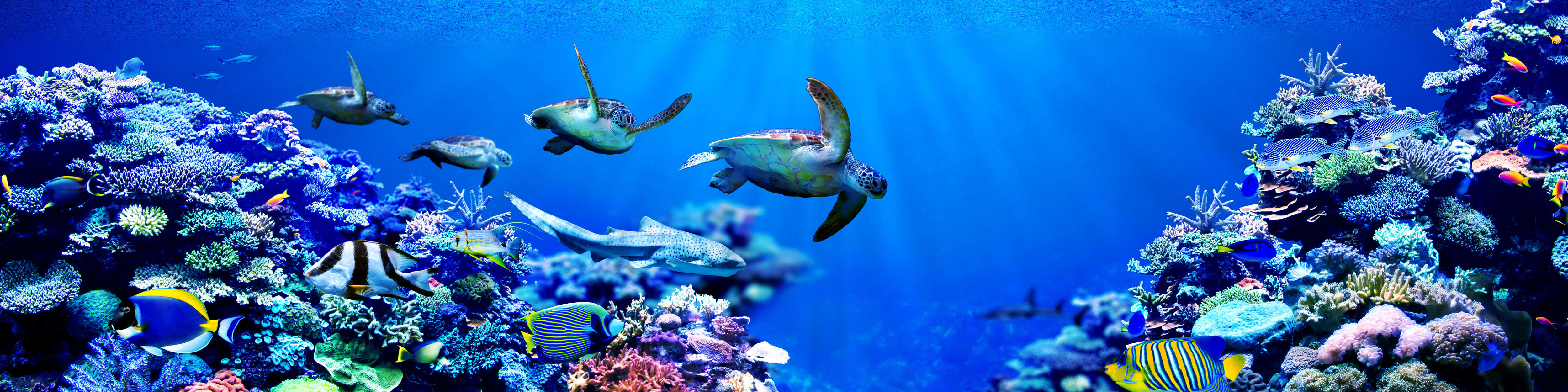 Underwater Life